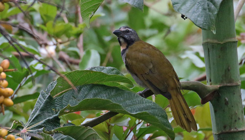 Buff-throated Saltator